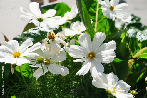 Pure White Bipinnatus Sensation Cosmos Flower photo