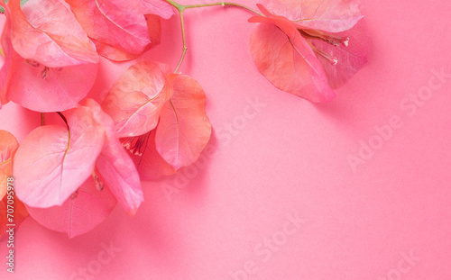 Bougainvillea pink flowers background, border design. Beautiful nature spring backdrop with blooming fresh mediterranean Bougainvillea with copy space. Top view. 