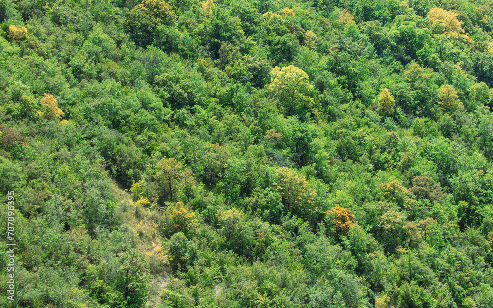 Trees on the mountainside as a background