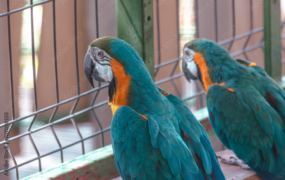 Obraz premium Two parrots in a cage