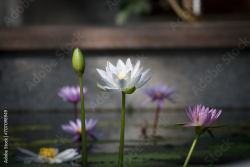 睡蓮