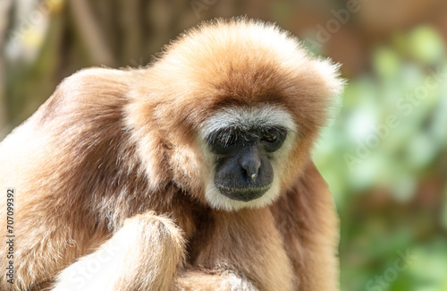 Portrait of a monkey in the zoo