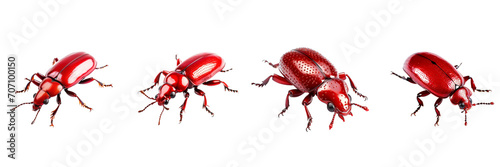 set of shiny red beetle,on a transparent background © mr Wajed