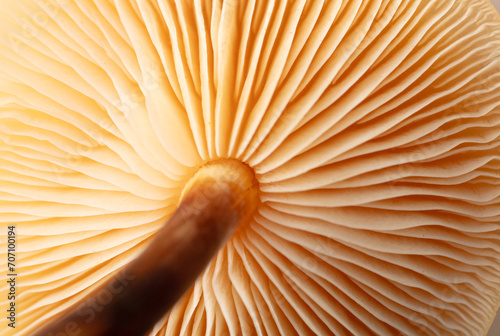 Winter honey fungus mushroom as a background. Macro