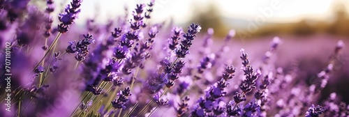 A close-up view of a lavender filed shallow depth photography of beautiful flowers with bokeh background. Floral banner