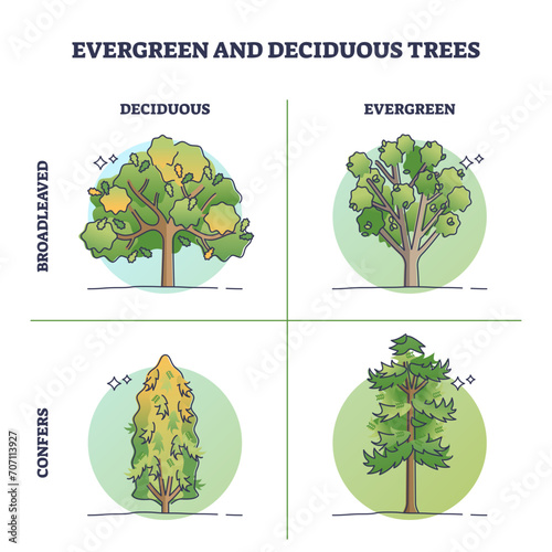 Evergreen trees vs deciduous plants with seasonal leaves outline diagram, transparent background. Labeled educational scheme with biological green forest division into fir confers. photo