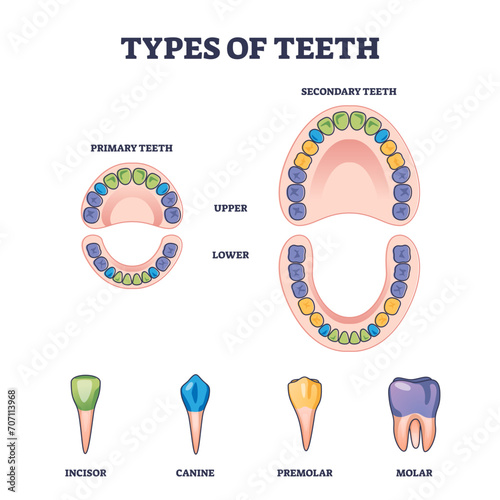 Types of teeth with primary and secondary tooth division outline diagram, transparent background. Labeled educational scheme with isolated incisor, canine, premolar and molar shapes illustration.