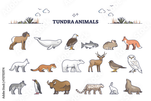Tundra animals collection with natural habitat creatures type outline set, transparent background. Wildlife mammals for treeless Arctic region illustration. Typical fauna example with seals, fox. photo