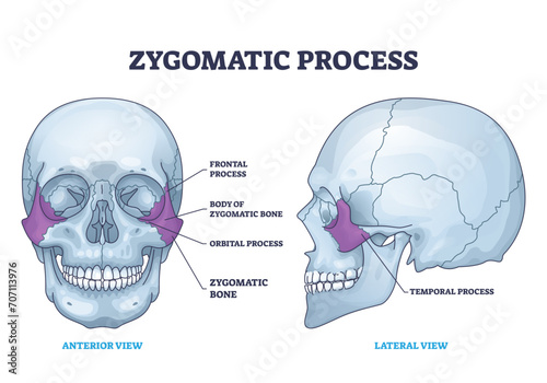 Zygomatic process as human cheek bone skeleton anatomy outline diagram, transparent background.Labeled educational cheekbone location and skull parts structure illustration. photo