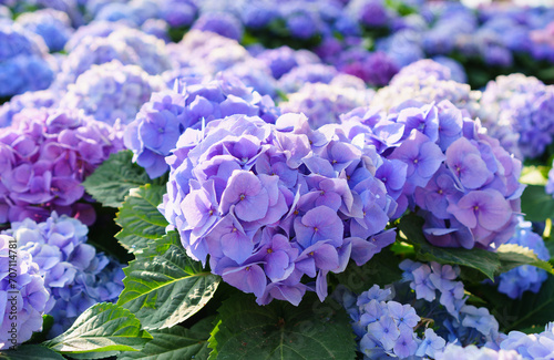 Fototapeta Naklejka Na Ścianę i Meble -  Beautiful hydrangea flowers and sunlight in the garden that bloom in morning winter of Chiang Mai, Thailand.