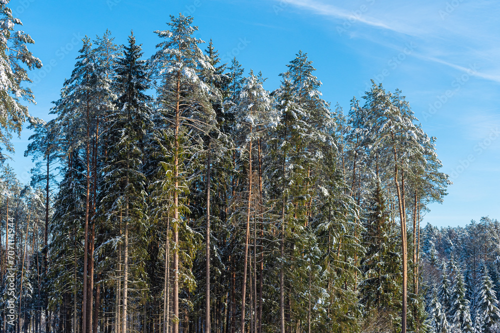 trees in the snow trees in the snow