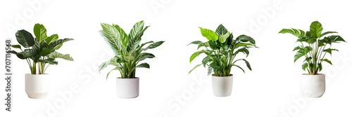 Set of  real photo of a large houseplant on a transparent background