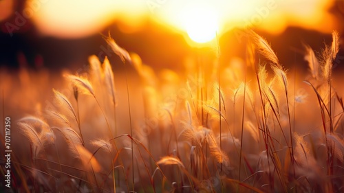 Awakening Tall Grass Field at Sunrise