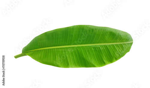 whole fresh banana leaves, transparent background