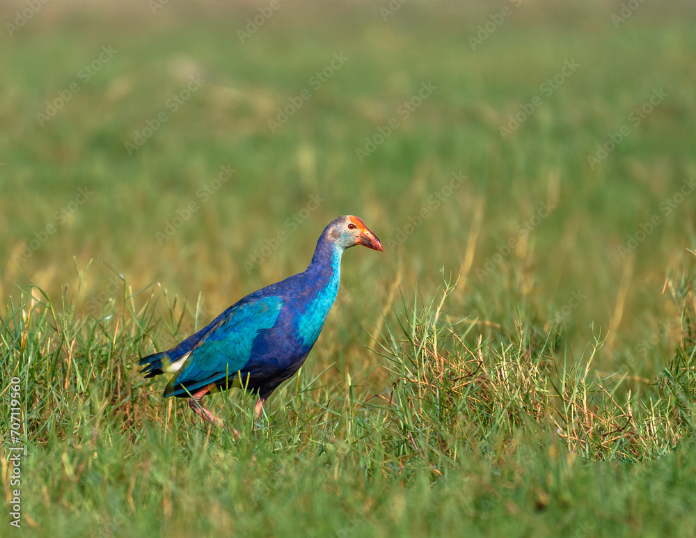 Image of A Grey-Headed Swamphen ,a species of swamphen occurring from the Middle East and the Indian subcontinent to southern China and northern Thailand. Image of A Grey-Headed Swamphen ,a species of swamphen occurring from the Middle East and the Indian subcontinent to southern China and northern Thailand.