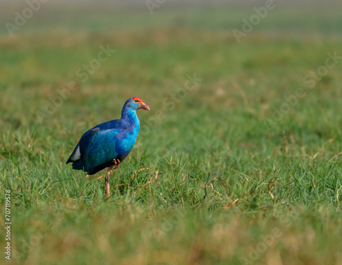 The Grey-Headed Swamphen .is a species of swamphen occurring from the Middle East and the Indian subcontinent to southern China and northern Thailand. 