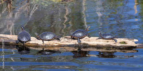 Obraz na płótnie Painted turtle resting on a log in the sunshine in Ottawa, Canada w salonie