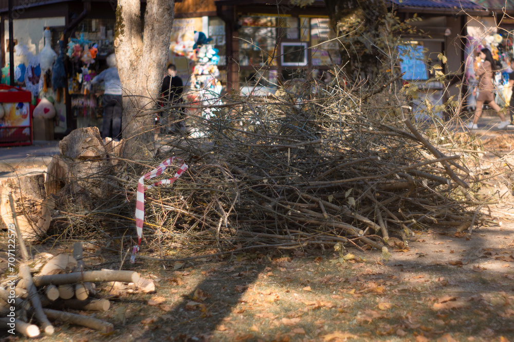Russia, Goryachy Klyuch, October 31, 2023 sawn branches lie in a recreation park