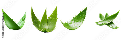 Set of Aloe Vera isolated on a transparent background