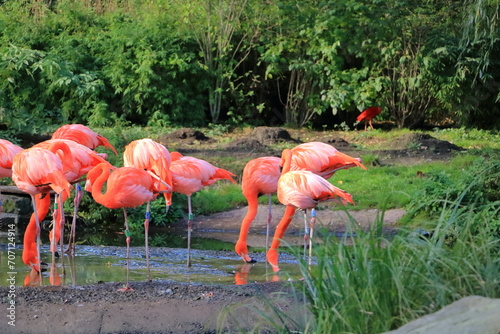 Beautiful american flamingos walking in the water with green grasses background