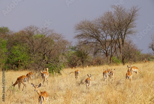 Fototapeta Naklejka Na Ścianę i Meble -  african wildlife, impalas