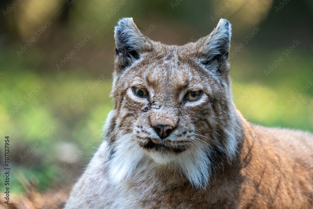 Fototapeta premium Luchs