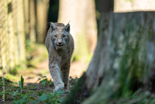 Luchs