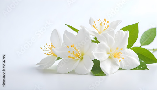 white jasmine flower on the white background. AI © AI Stocks
