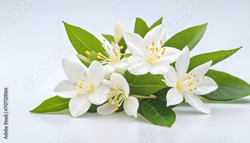white jasmine flower on the white background. AI © AI Stocks