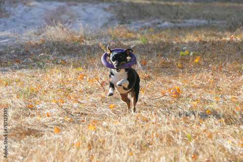 A Jack Russell Terrier dog plays with a rubber ring during a walk.