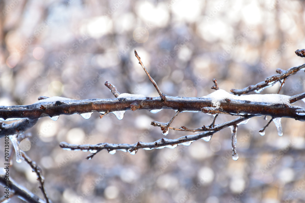 Ice covered tree branch on shiny sunlight bokeh background. Frosty winter day, cold weather, sunshine, white snow, frozen nature. Ice covered tree branch on shiny sunlight bokeh background. Frosty winter day, cold weather, sunshine, white snow, frozen nature.