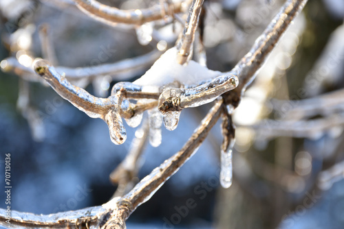 Ice covered tree branches on grey background, icicles and snow shining in sunlight. Frosty winter garden, cold weather, frozen nature.