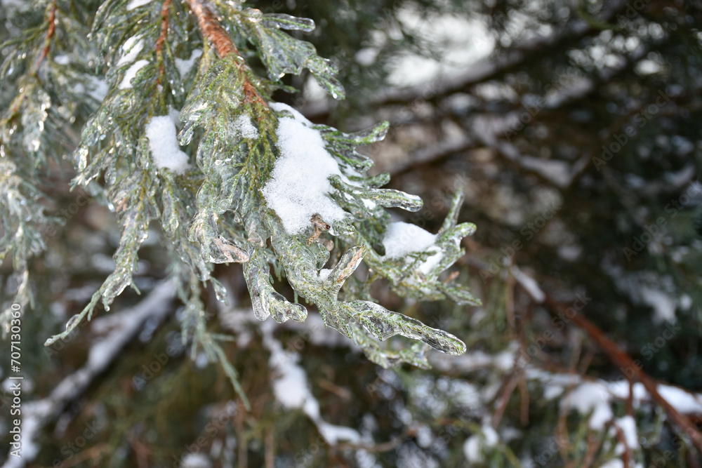 Thuja tree branch covered with white snow and ice. Frosty winter day, frozen nature, evergreen forest, coniferous tree.