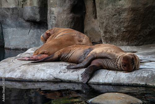 Walrus pair sleeping in the Sun