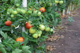 tomato seedlings with ripening tomatoes hanging on them