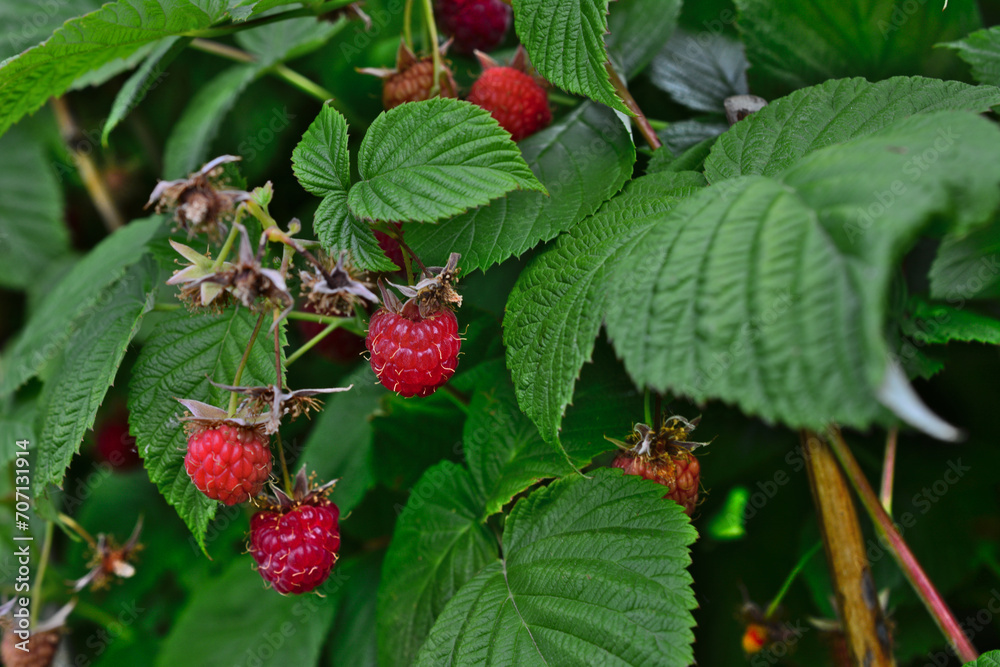 raspberry bush with red berries among green leaves raspberry bush with red berries among green leaves
