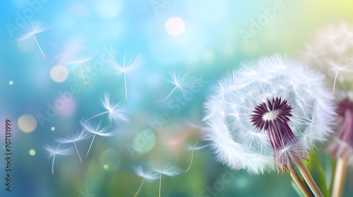 Beautiful dandelion flower with flying feathers on colorful bokeh background. Macro shot of summer nature scene. 