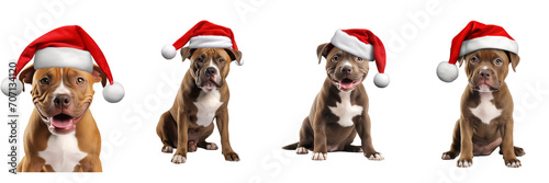 Cute Staffordshire Terrier dog wearing Santa hat on a transparent background © mr Wajed