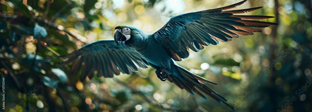 Fototapeta premium Endangered Spix's Macaw Soaring in the Brazilian Amazon