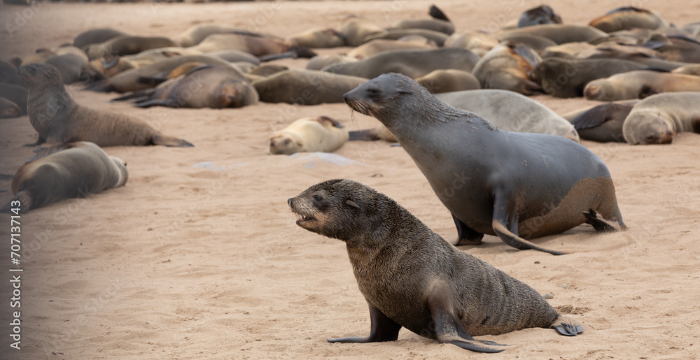 Fototapeta premium A Cape fur seal pup searches for its mother in one of the largest colonies of its kind along the Skeleton Coast of Namibia.