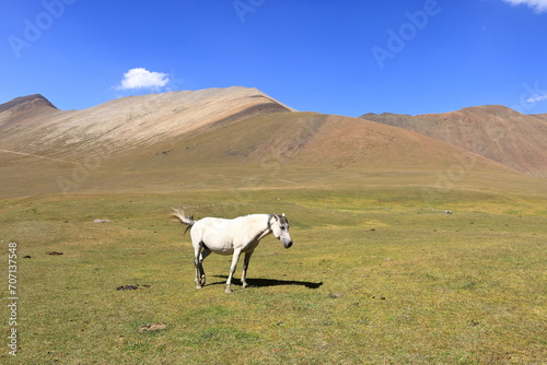 Horses grazing in the mountains of Kyrgyzstan, Central Asia