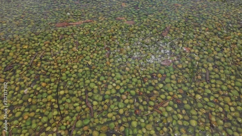 Mangrove seedlings washing up on the shore. Whangaroa, Northland, New Zealand. photo