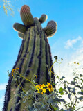 Yellow flowers growing beneath a saguaro cactus in Phoenix, Arizona.