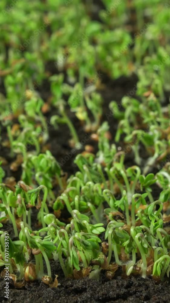 Growing plants in time-lapse, sprouts germination newborn cress salad plant in greenhouse agriculture, close up vertical shot
Growing plants in time-lapse, sprouts germination newborn cress salad plant in greenhouse agriculture, close up vertical shot