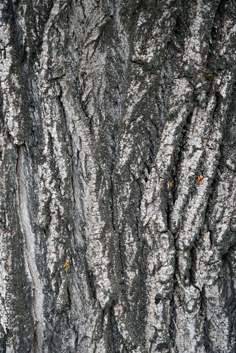 Fototapeta Naklejka Na Ścianę i Meble -  Large tree bark texture for background