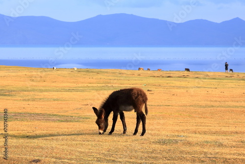 donkey near Song kol lake, Kyrgyzstan, Central Asia photo