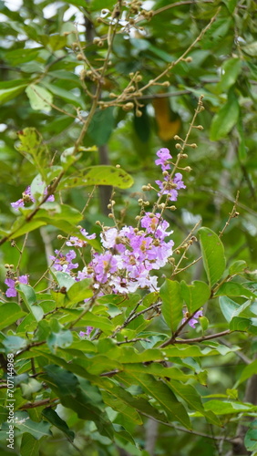 pink blossom