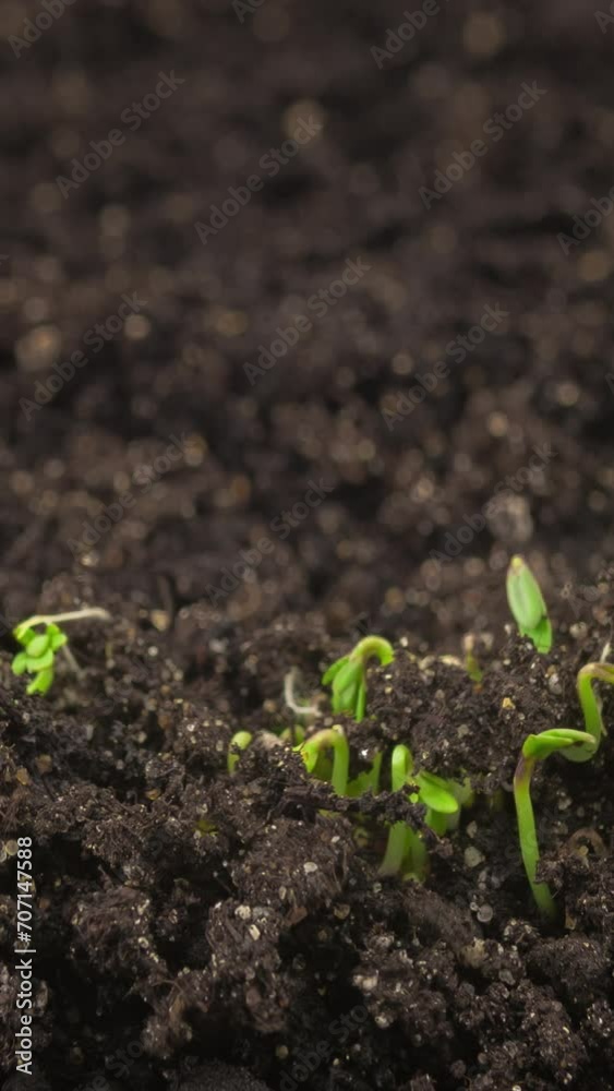 Growing plants in time-lapse, sprouts germination newborn cress salad plant in greenhouse agriculture, close up vertical shot
Growing plants in time-lapse, sprouts germination newborn cress salad plant in greenhouse agriculture, close up vertical shot