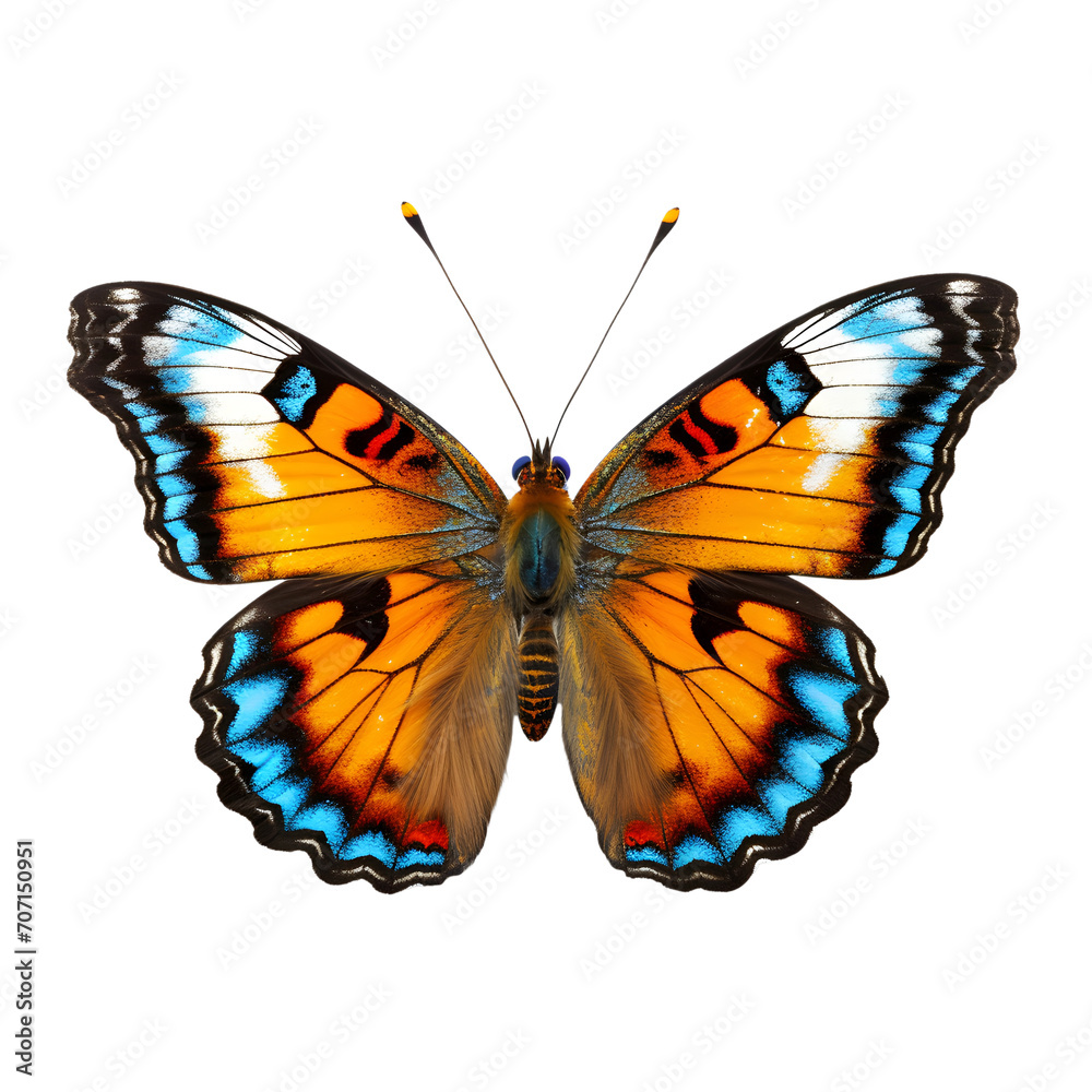 Butterfly isolated on white or transparent background