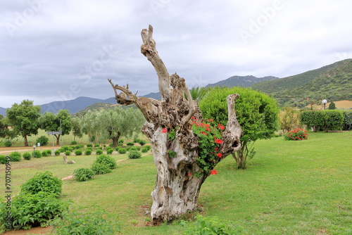 Fototapeta Naklejka Na Ścianę i Meble -  typical landscape in Sardinia in spring, Italy